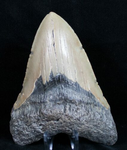 Megalodon Tooth - North Carolina #11031